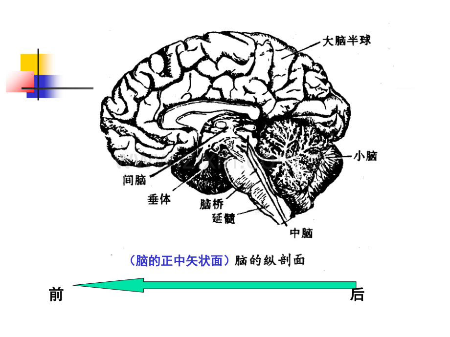 六儿童神经系统结构功能及发育1和.pptx_第2页