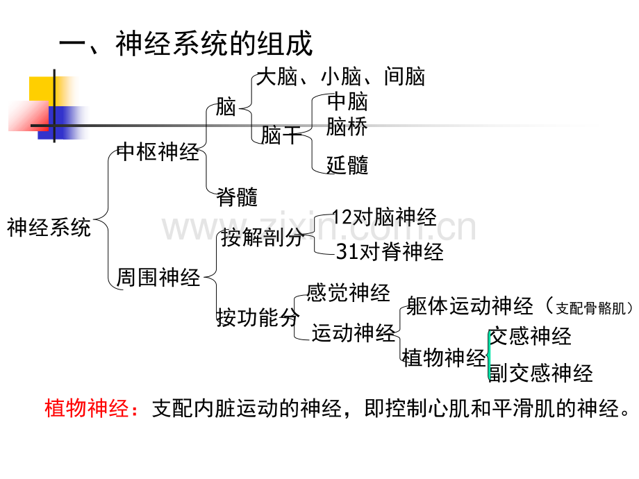 六儿童神经系统结构功能及发育1和.pptx_第3页