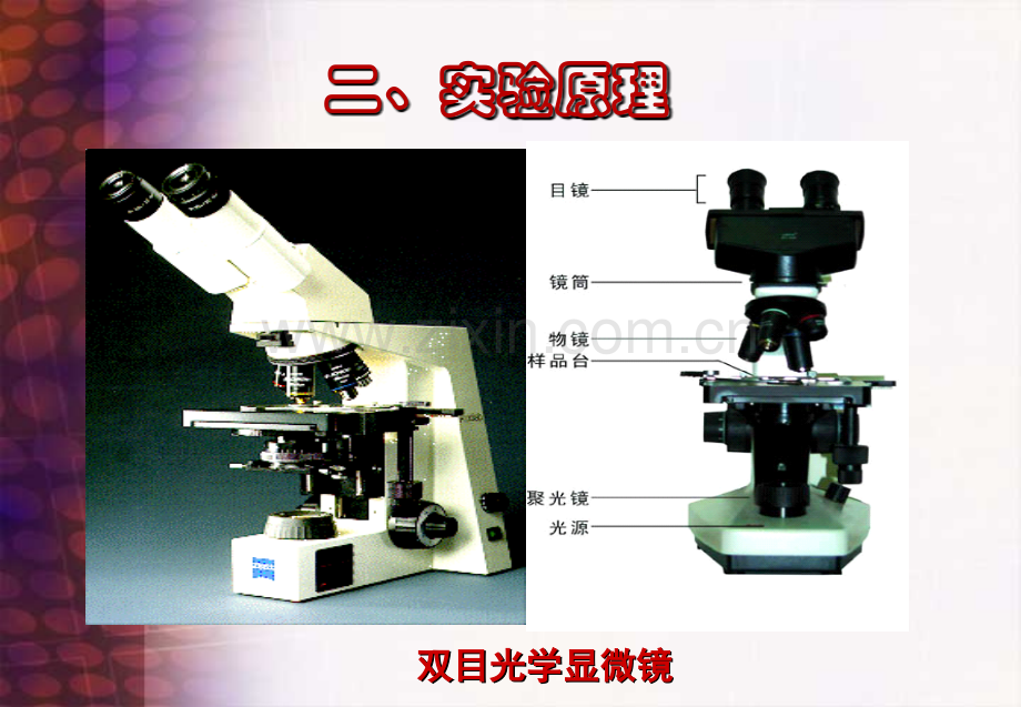 微生物与发酵工艺.pptx_第3页