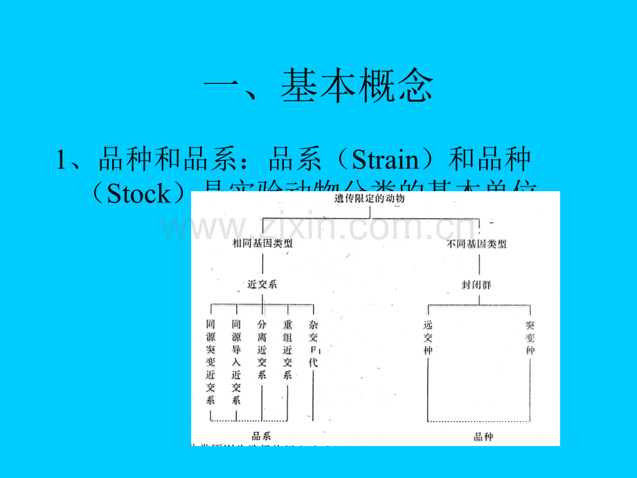 实验动物遗传学.pptx_第3页