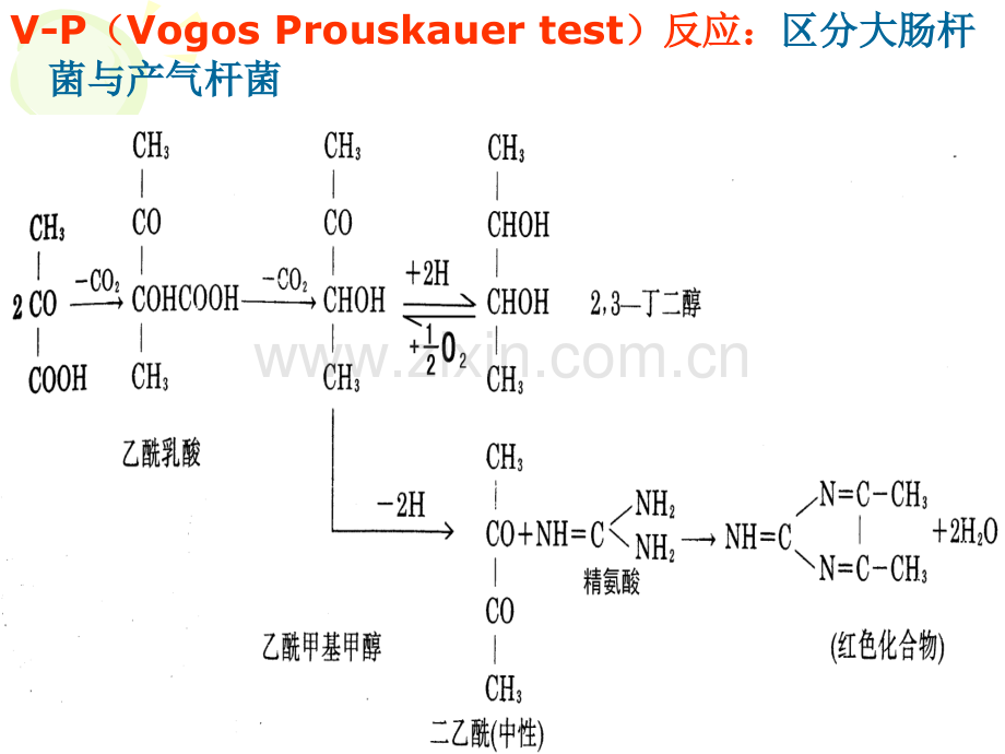 微生物的代谢和发酵.pptx_第1页