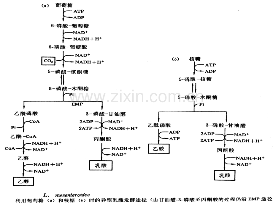 微生物的代谢和发酵.pptx_第3页