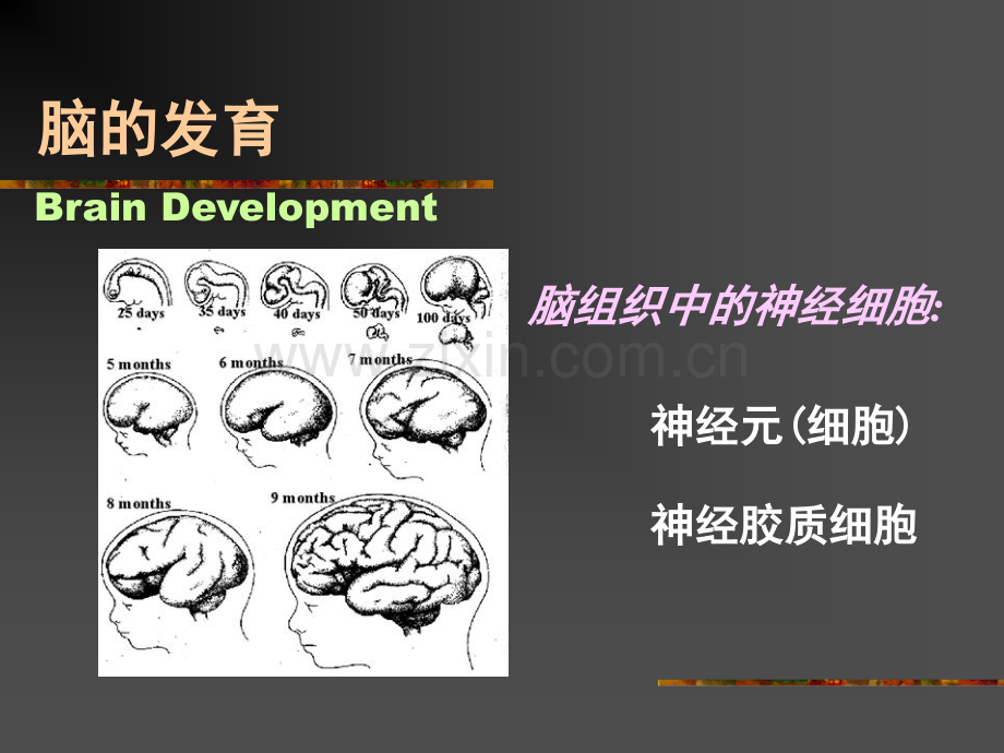 小儿神经心理发育医学行为.pptx_第3页