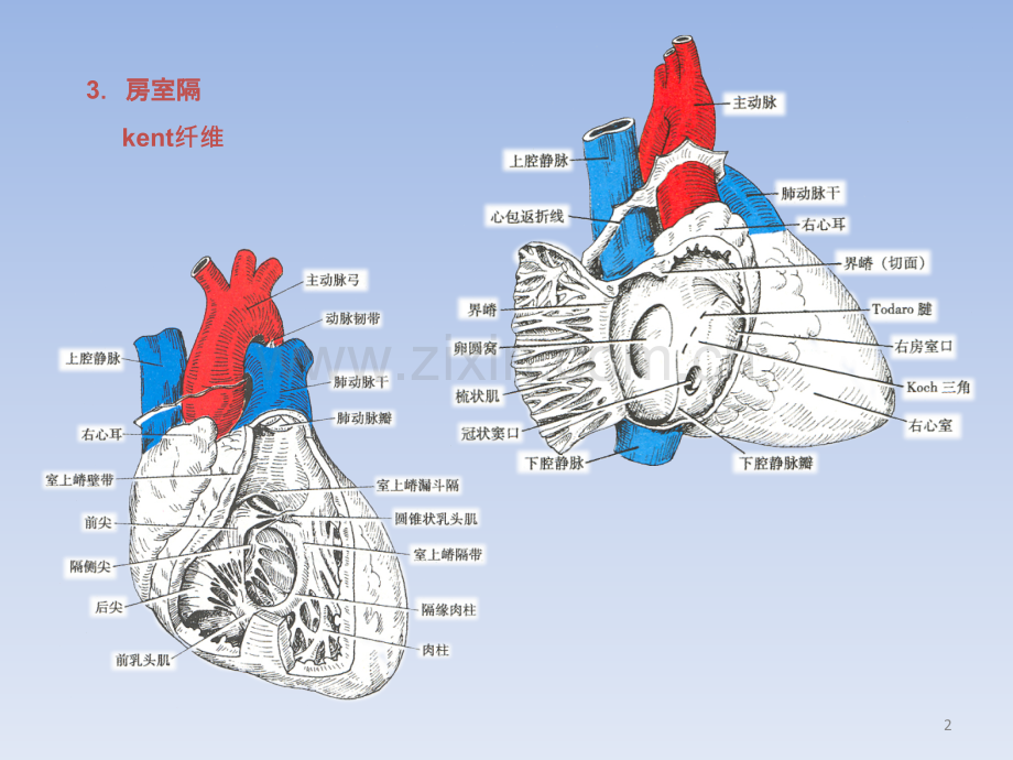 心血管系统.pptx_第2页