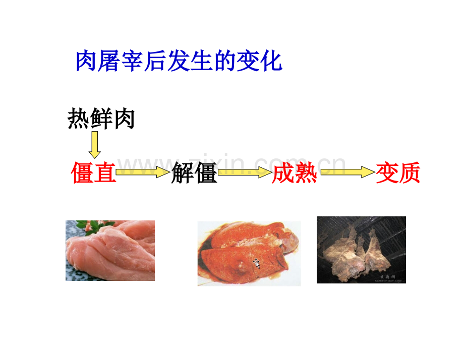 宰后肉的变化详解.pptx_第3页