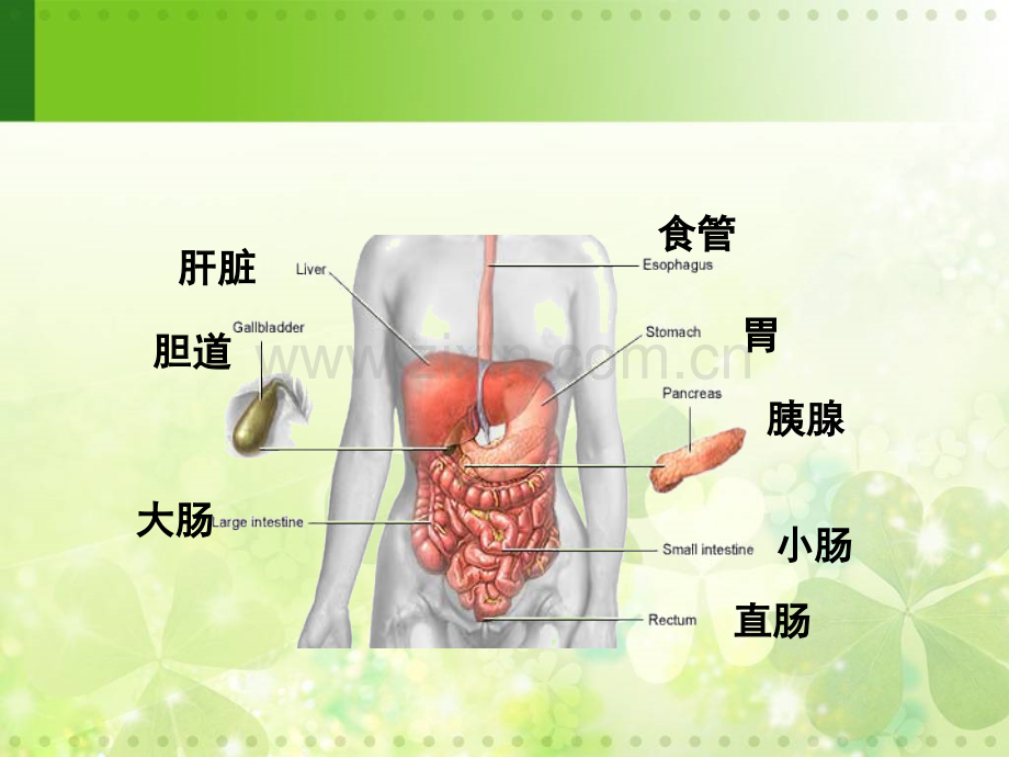 急慢性胃炎护理1.pptx_第3页