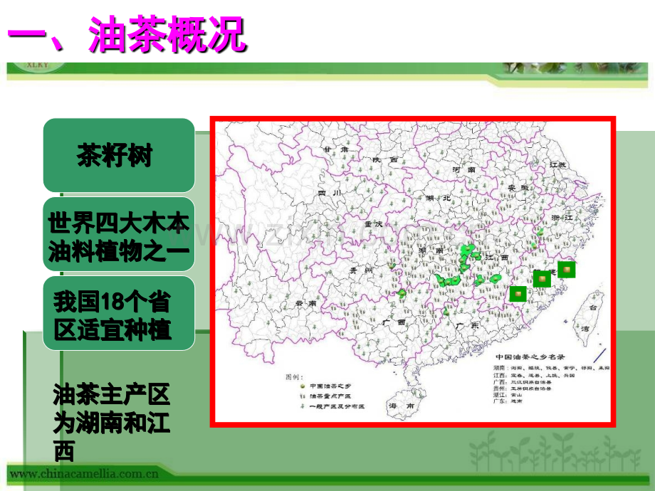 油茶种植与抚育管理技术-----课件.pptx_第3页