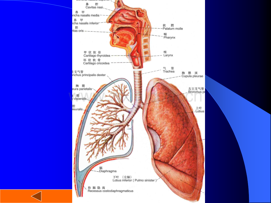 呼吸器ppt课件.pptx_第2页