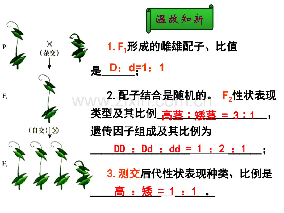 孟德尔的豌豆杂交实验-二.pptx_第2页