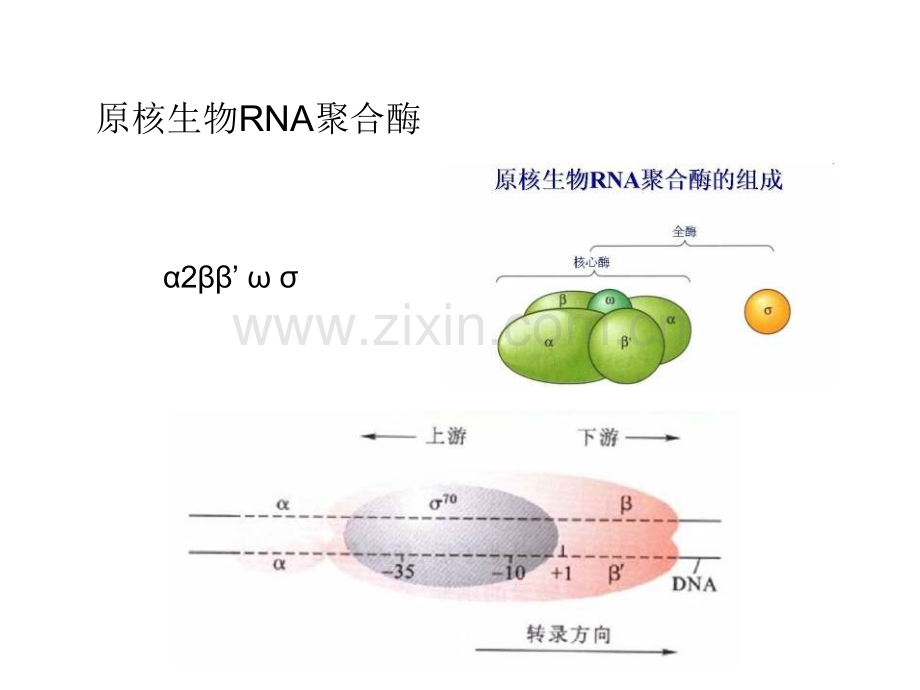 原核表达调控3分子生物学.pptx_第2页