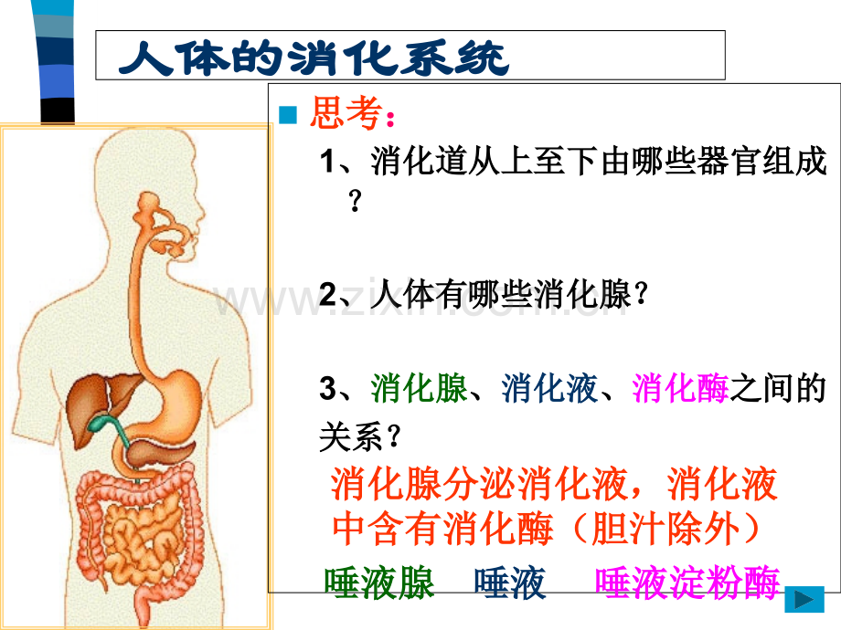 冀教版七年级下生物春使用食物消化.pptx_第3页