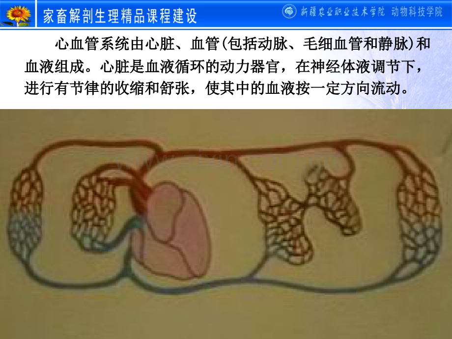 动物解剖学之心血管系统.pptx_第1页