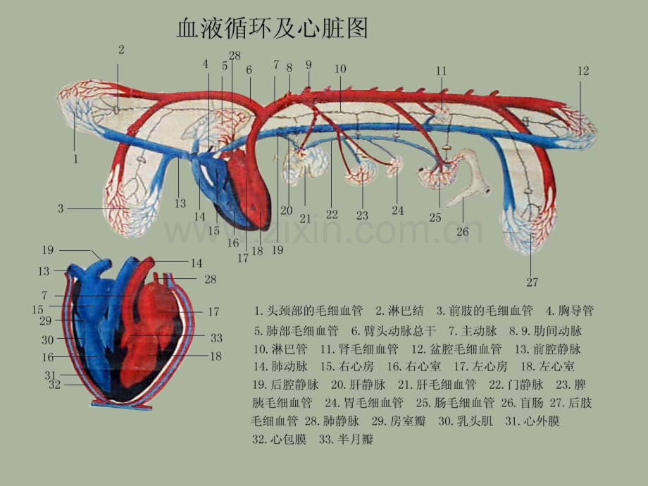 动物解剖学之心血管系统.pptx_第2页