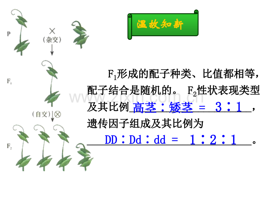 孟德尔的豌豆杂交实验(二.pptx_第2页