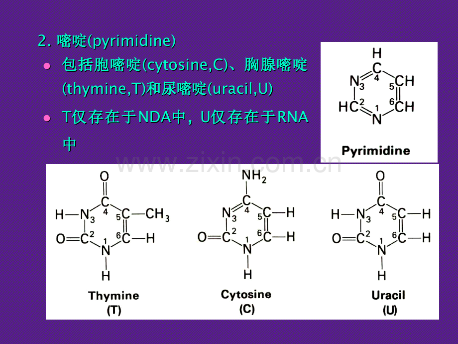 年制核酸.pptx_第3页