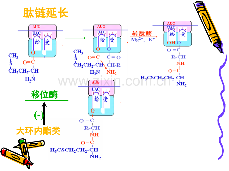 林可霉素类及多肽类抗生素.pptx_第3页