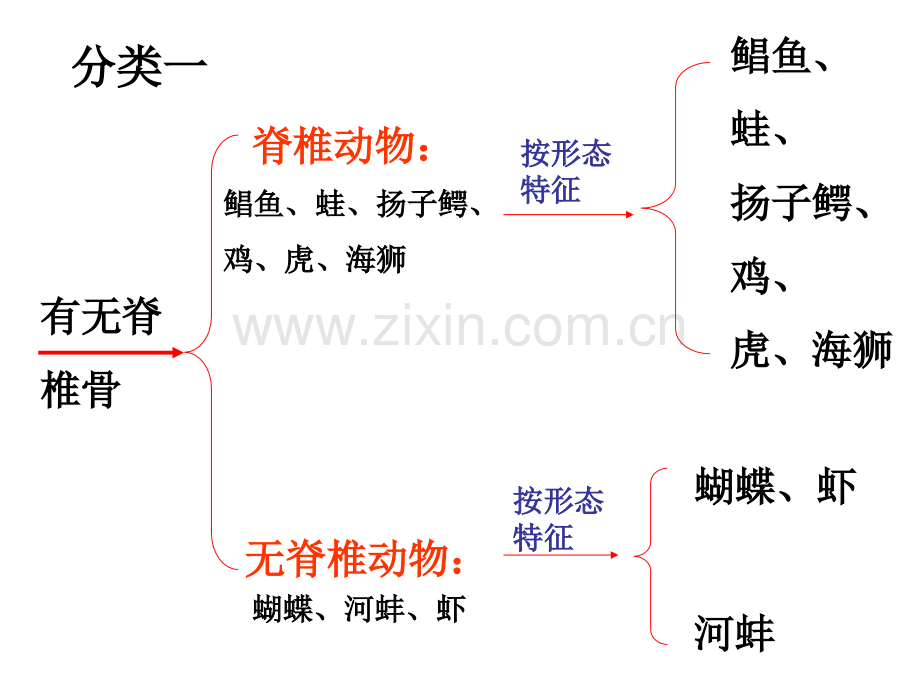 常见的动物3.pptx_第3页