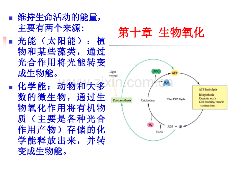 农药毒理生物氧化.pptx_第1页