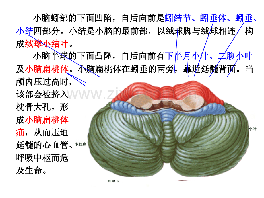 小脑研究生.pptx_第3页