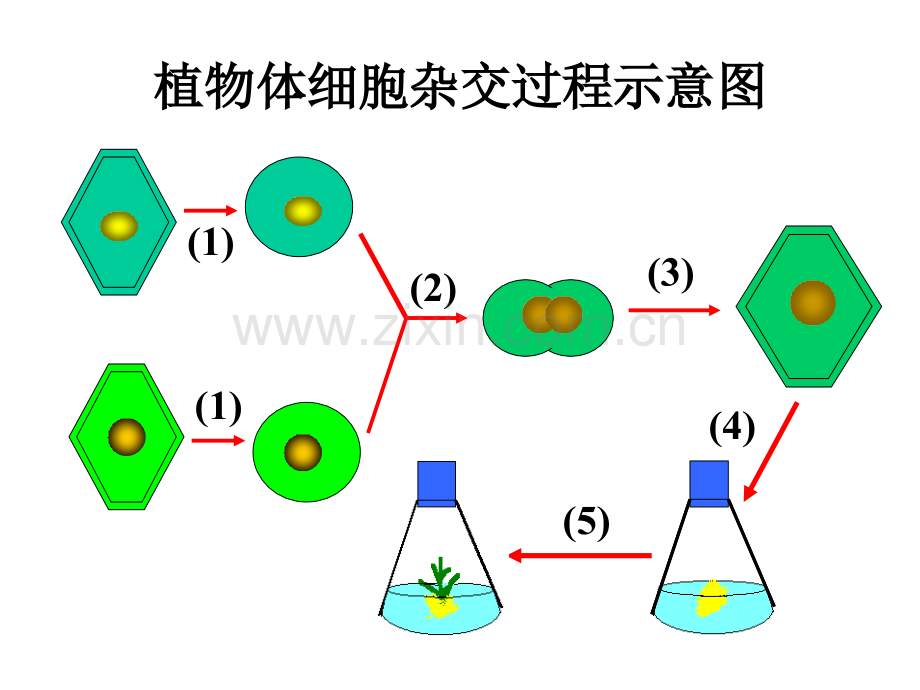 222-动物细胞融合与单体克隆抗体-高中生物人教版选修3-现代生物科技专题7776ppt-PPT课件.pptx_第1页