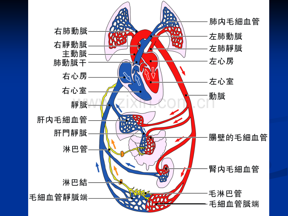 充血性心力衰竭1006.pptx_第2页