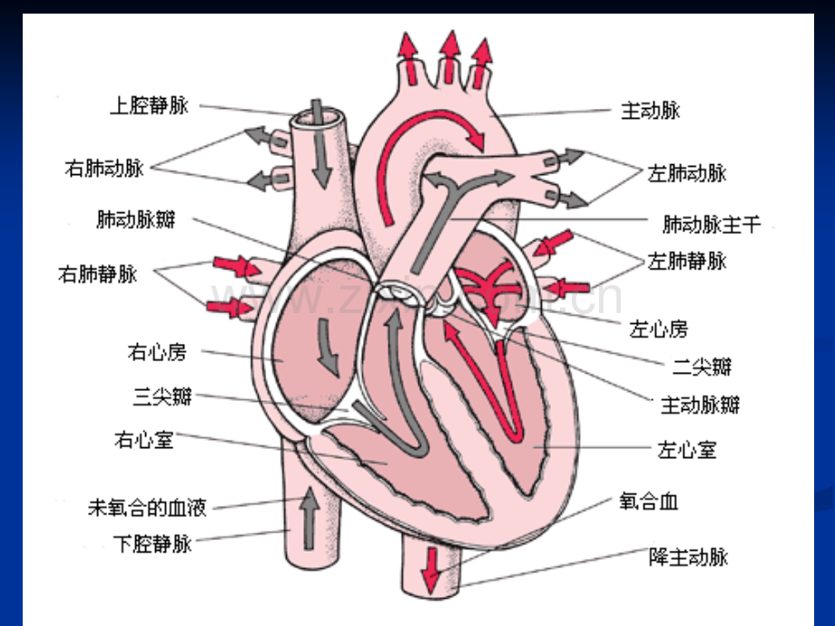 充血性心力衰竭1006.pptx_第3页