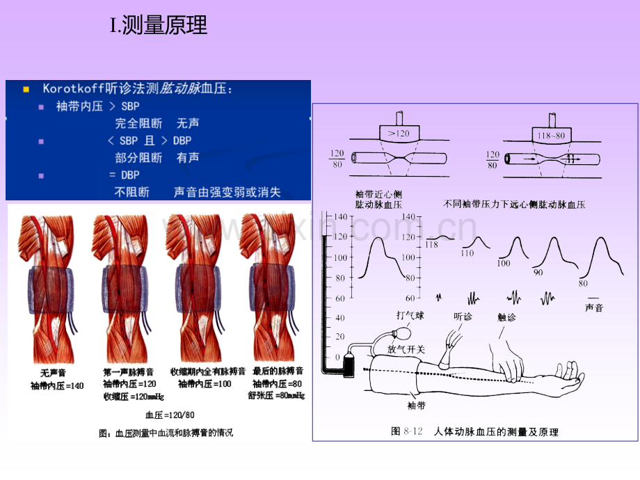 人体心电血压和肺功能测定.pptx_第3页