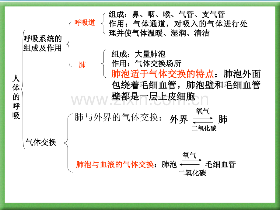 人体的呼吸.pptx_第3页