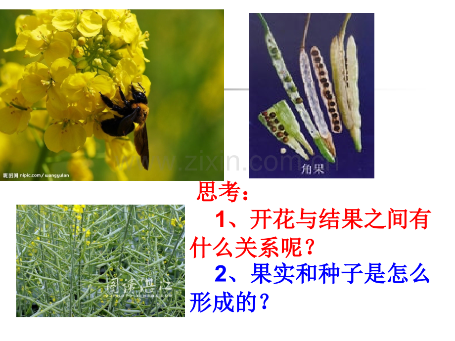 3花果实和种子概述.pptx_第3页