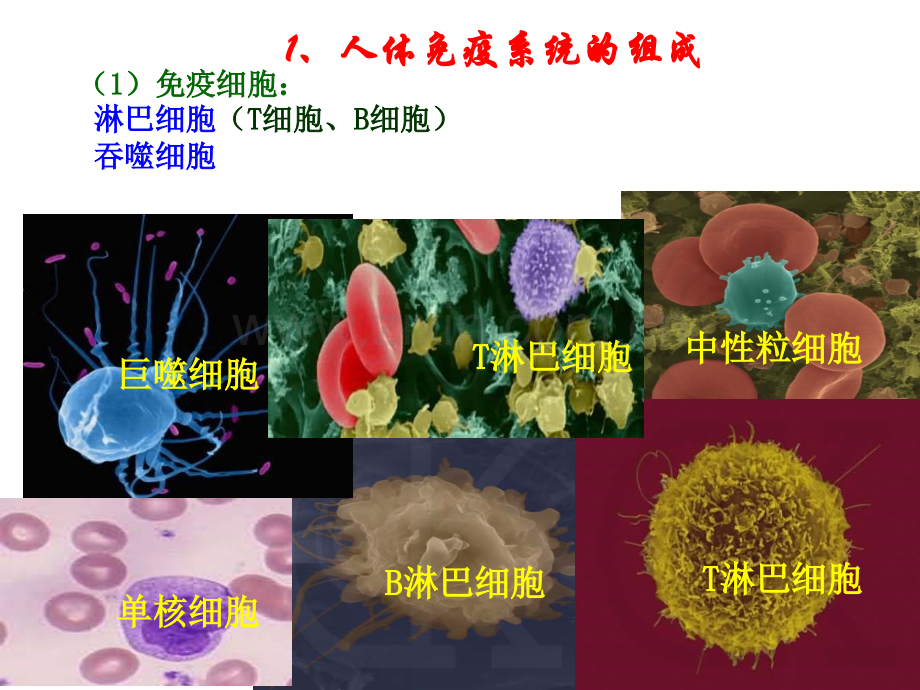 免疫调节PPT.pptx_第2页