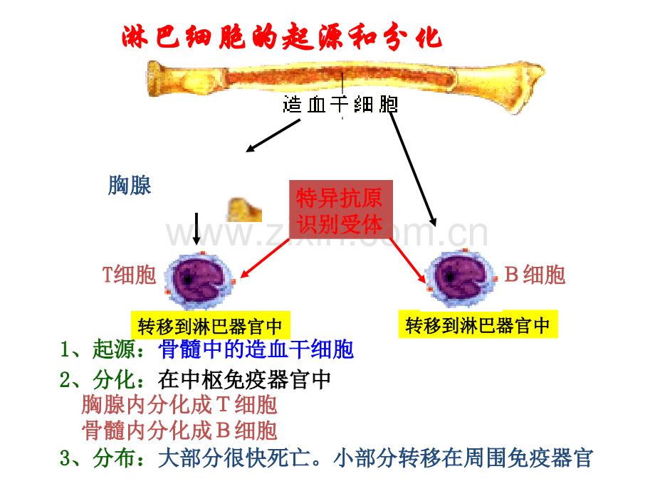 免疫调节PPT.pptx_第3页