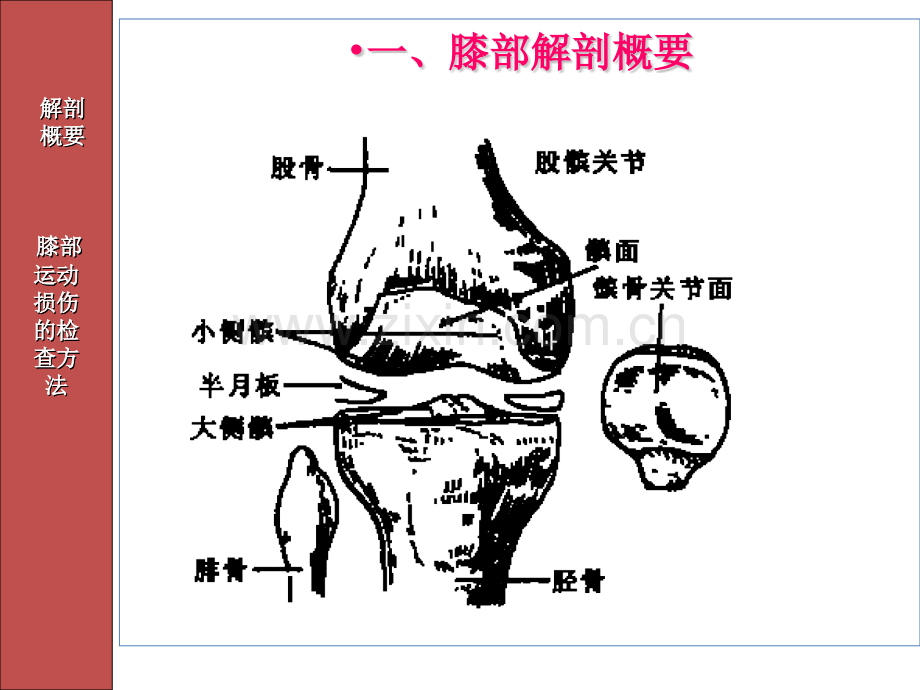 人体各部位运动损伤2.pptx_第2页