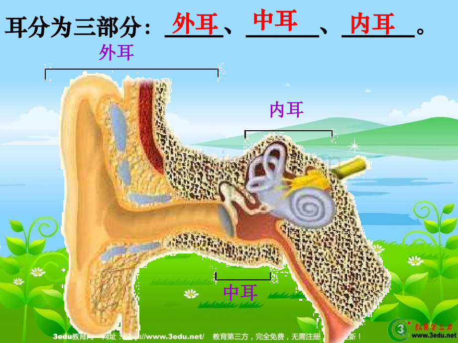 七年级科学耳和听觉1.pptx_第3页