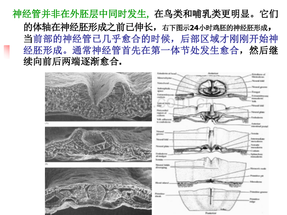 A第章神经胚形成和神经系统的发育.pptx_第3页