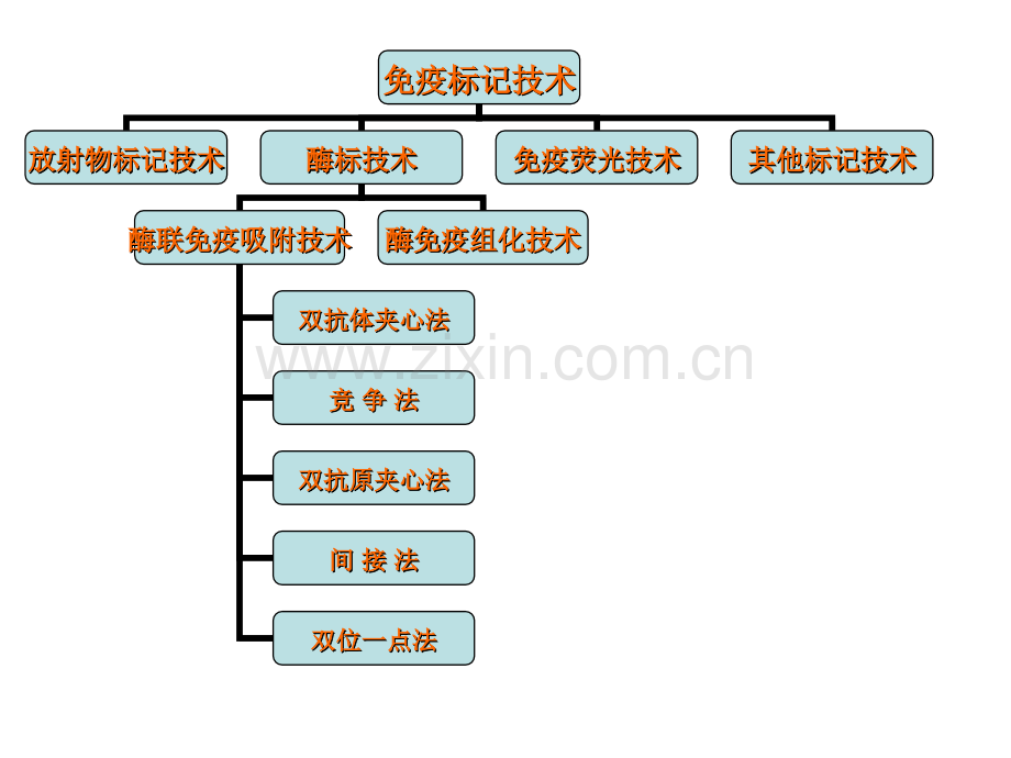 免疫标记技术.pptx_第2页