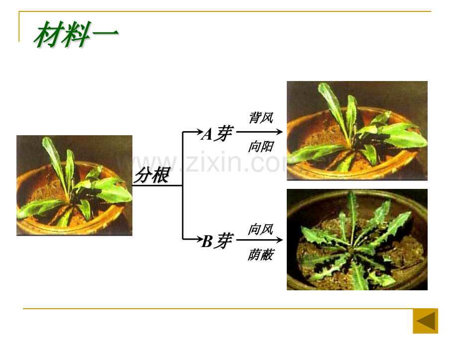 41生物变异的来源.pptx_第3页