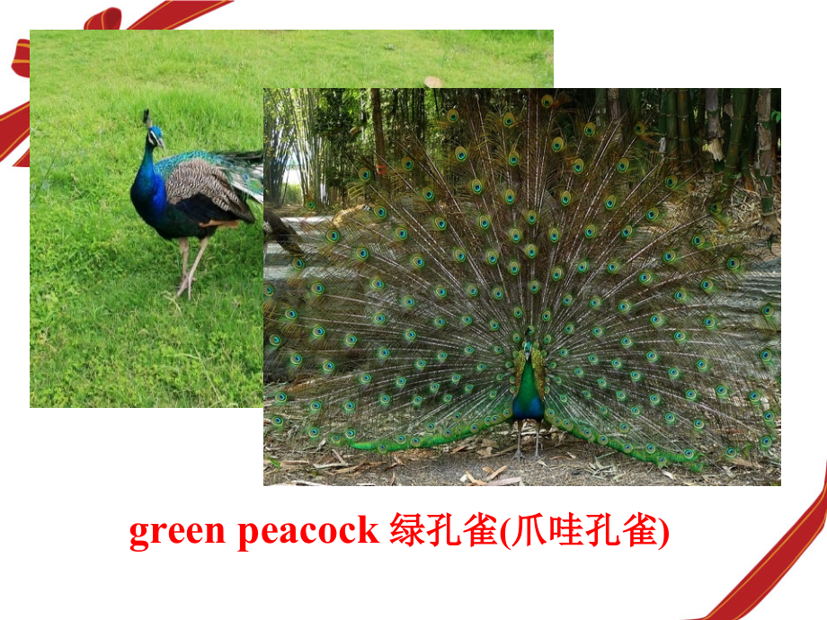 人教新课标高中英语必修二-unit-wildlife-protectionReading.pptx_第3页