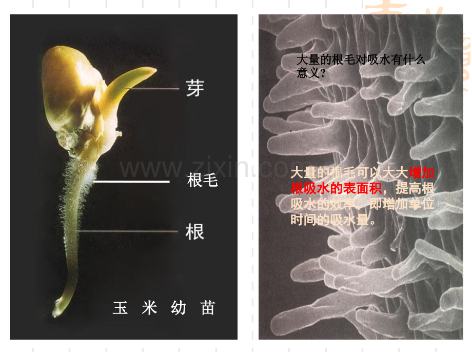 七年级生物绿色植物参与生物圈的水循环1人教版.pptx_第3页