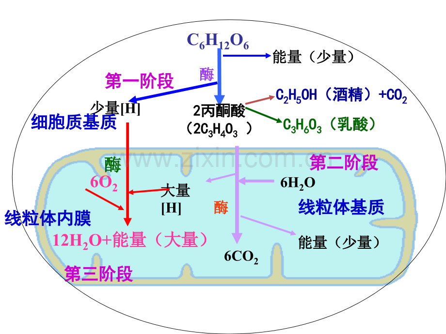 光合与呼吸典型高考题分析.pptx_第2页