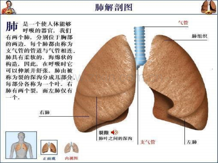 七级下生物.pptx_第1页