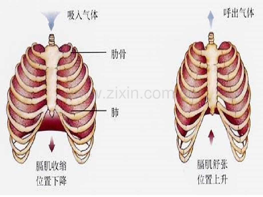 七级下生物.pptx_第3页