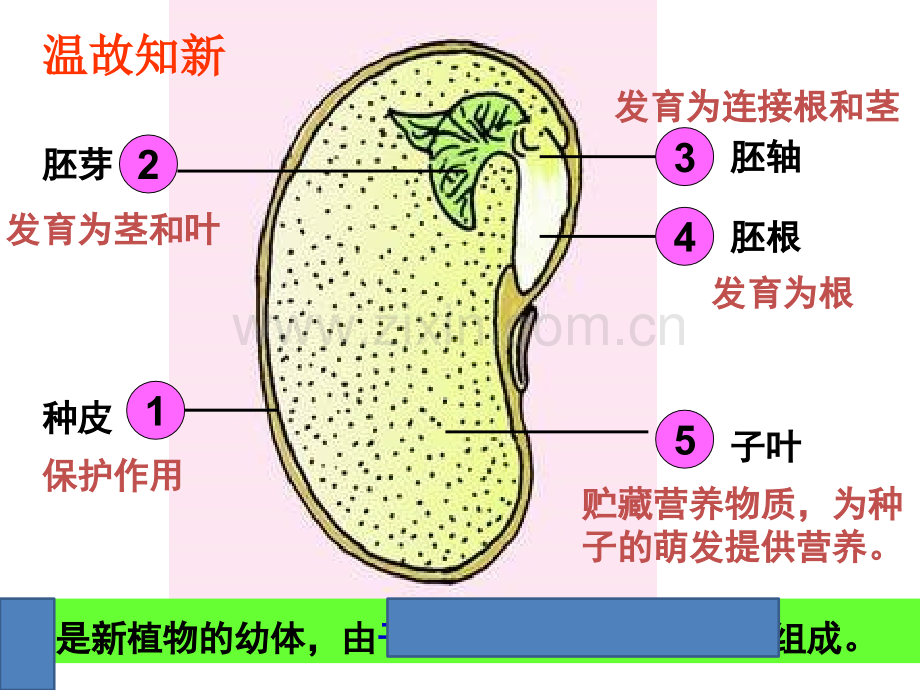 人教版七年级生物上册种子的萌发.pptx_第1页