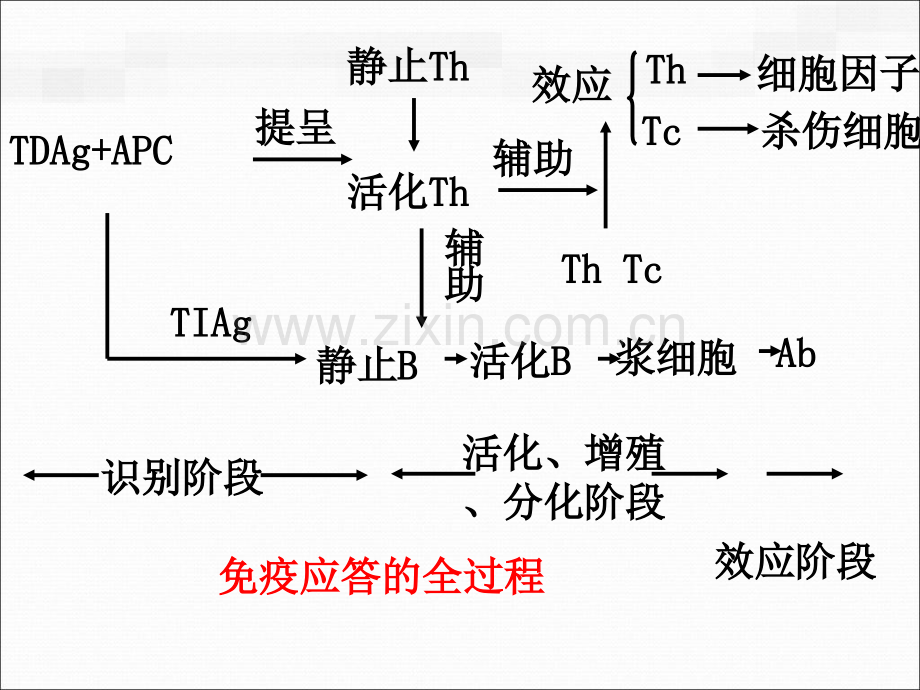 免疫学基础.pptx_第1页