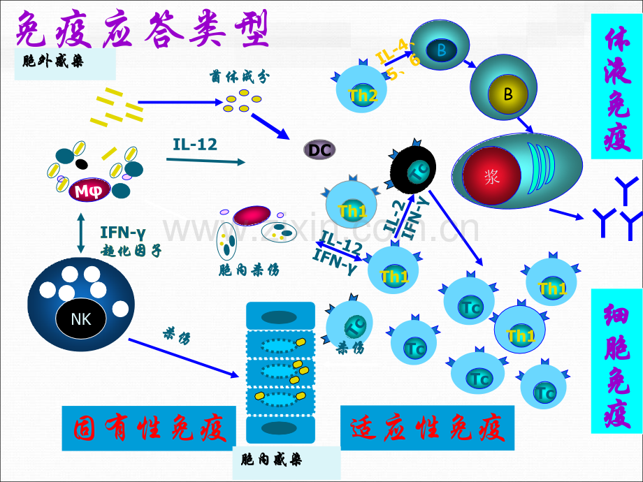 免疫学基础.pptx_第3页