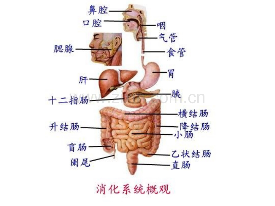 三消化系统.pptx_第1页