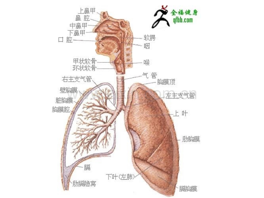 三消化系统.pptx_第2页