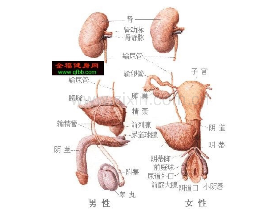 三消化系统.pptx_第3页