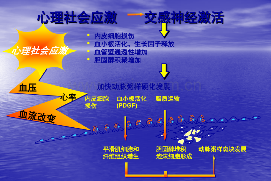 B他阻滞剂在心血管疾病中的临床应用.pptx_第3页