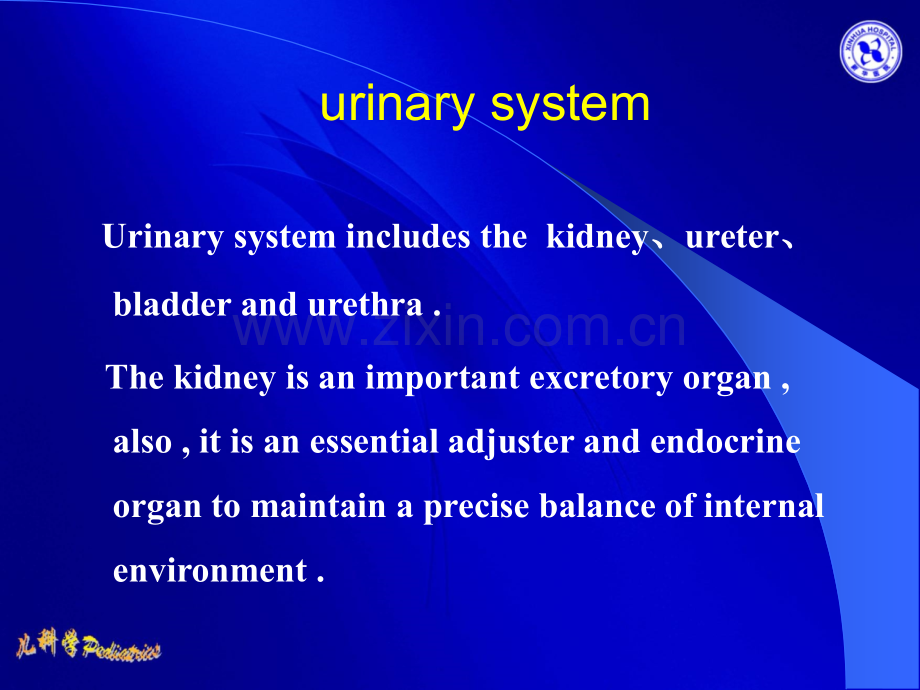 上海交通大学医学院儿科学临床医学八年一贯制泌尿系统.pptx_第2页