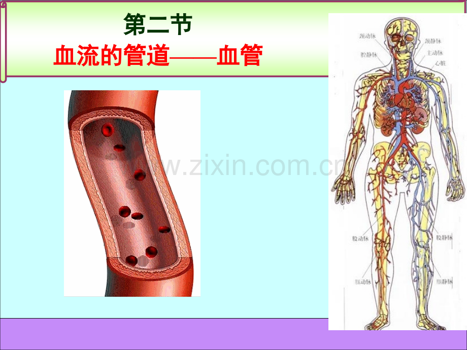 七年级生物下册血流的管道—血管人教新课标版.pptx_第1页